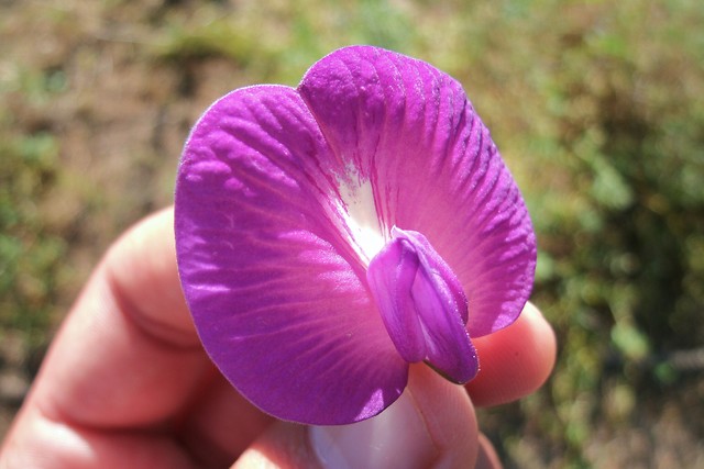 Minha Querida Flor