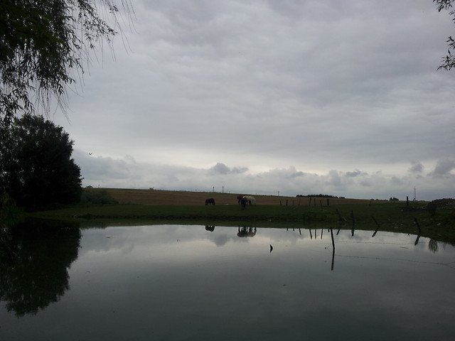 Wpis horsesandtheyonly