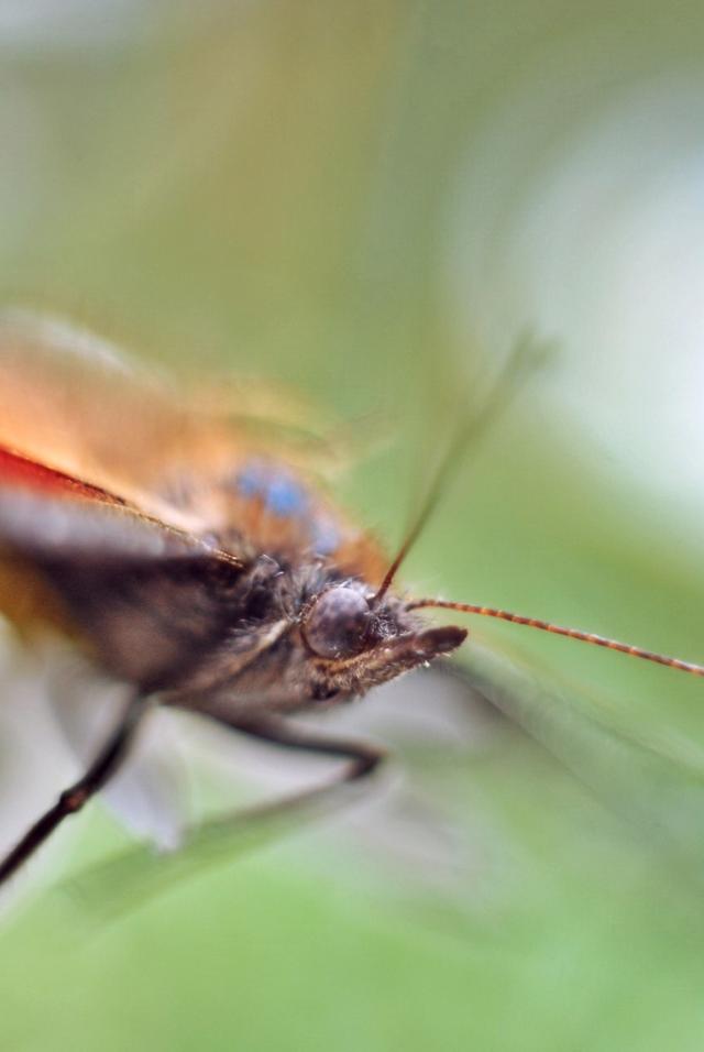 macro motyl