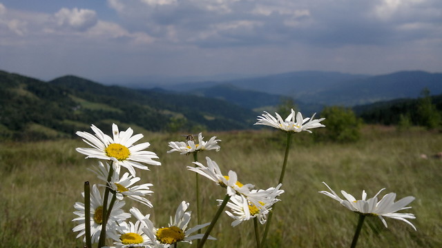Pszczoa i pajk :P