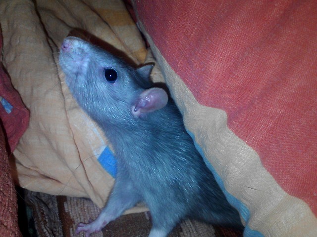 Wpis felisgirl