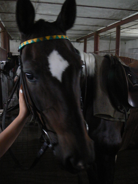 Hercia ;***