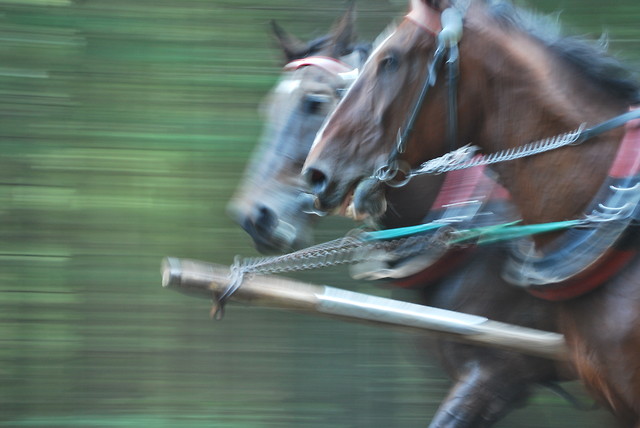 Koniki :^^