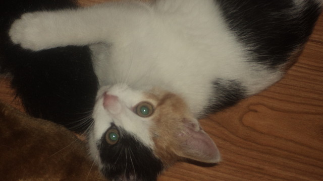 atka ;]