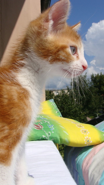 Cezareusz.