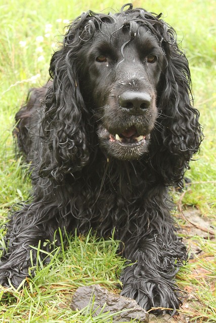 Wpis basterxspaniel