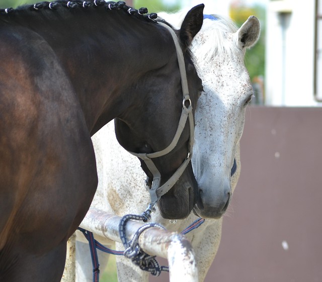 Wiesio & Siwy