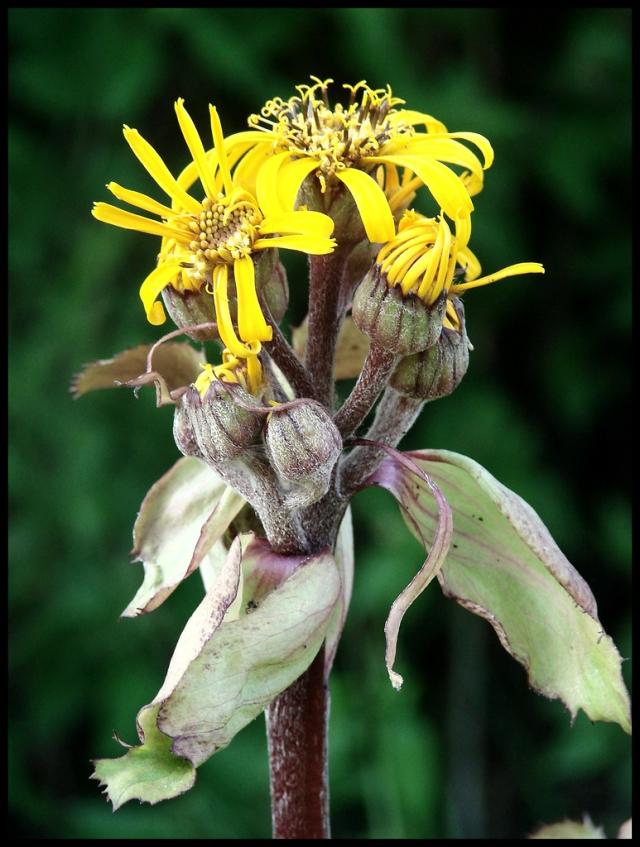 Wpis lumturi
