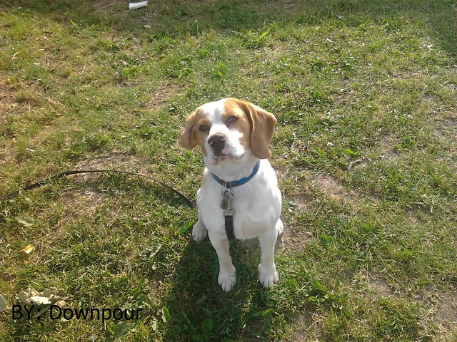 Wpis doownpour
