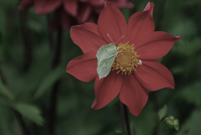 Motyl.