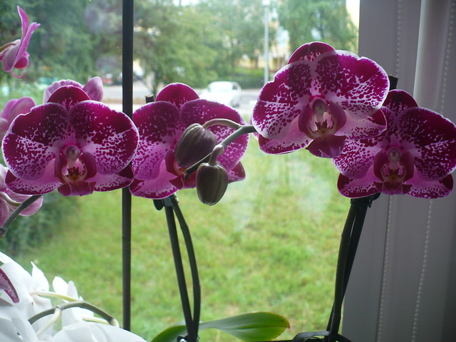 Wpis miltonia