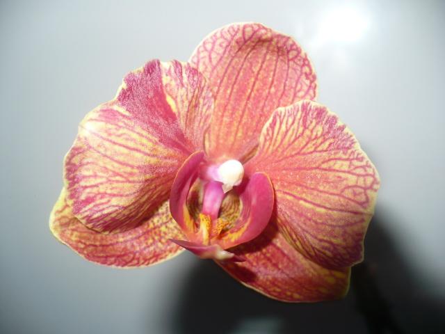Wpis miltonia