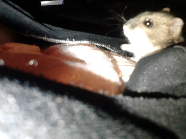 Chmiczak < 33 