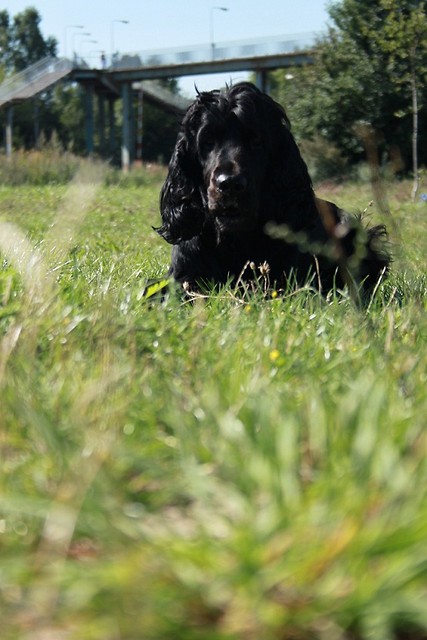 Wpis basterxspaniel