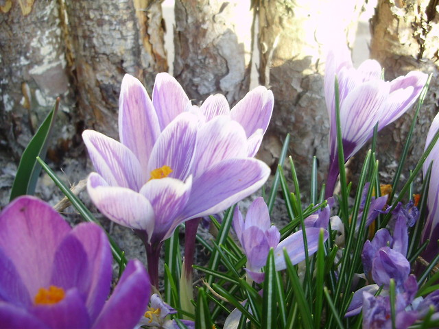 flowers.
