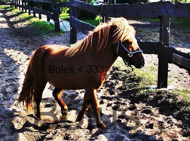 Bolu ;*