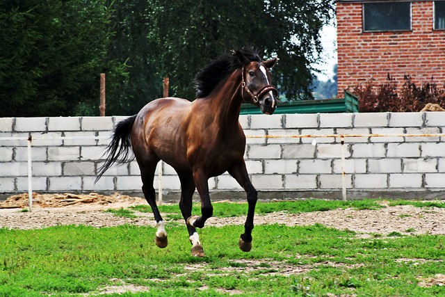 Wpis stabless