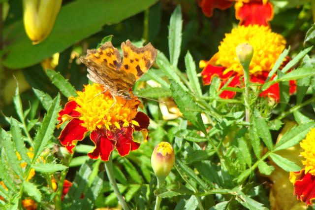 Motyl ♥ / # 6