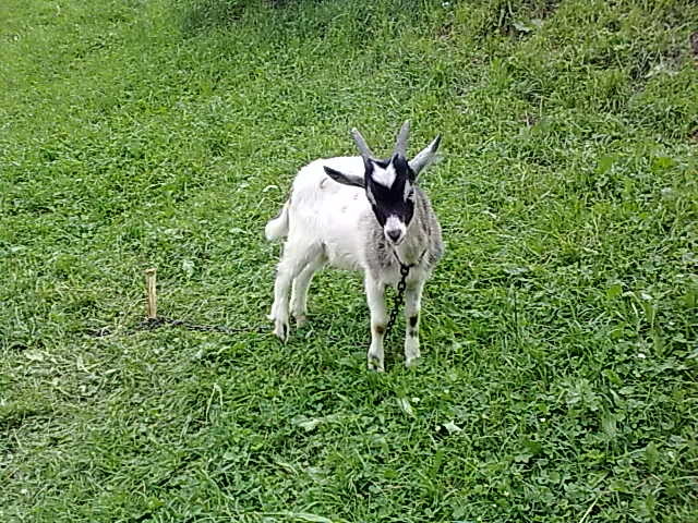 Koza :P