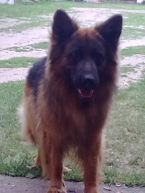 Nasz piesek ;*