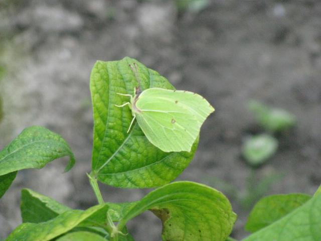 Bielinek cytrynek:)