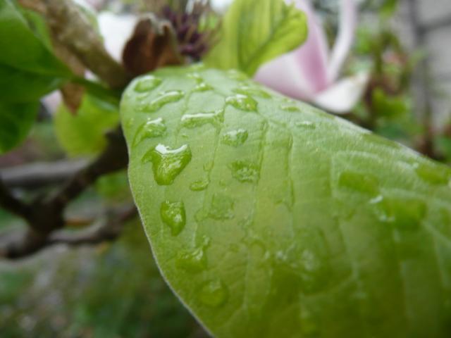 cleansing rain