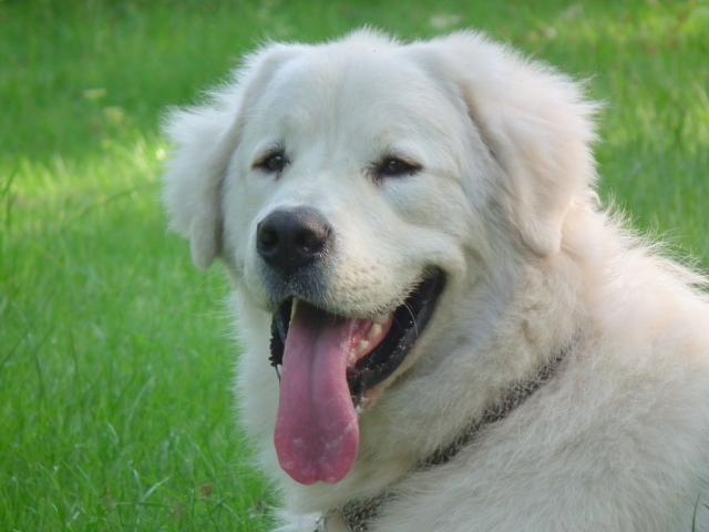 Cesar