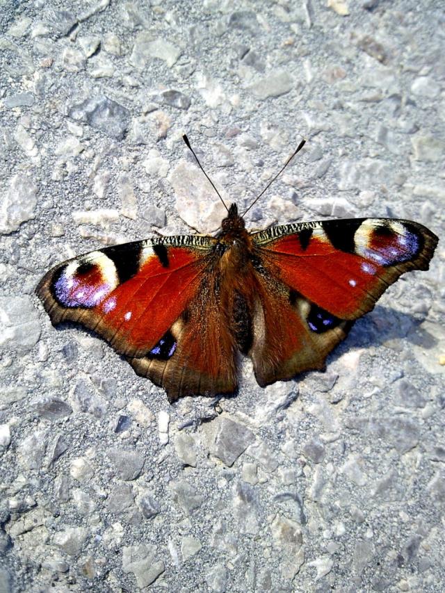Motyl...;)