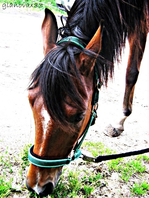 misiu . < 3 .