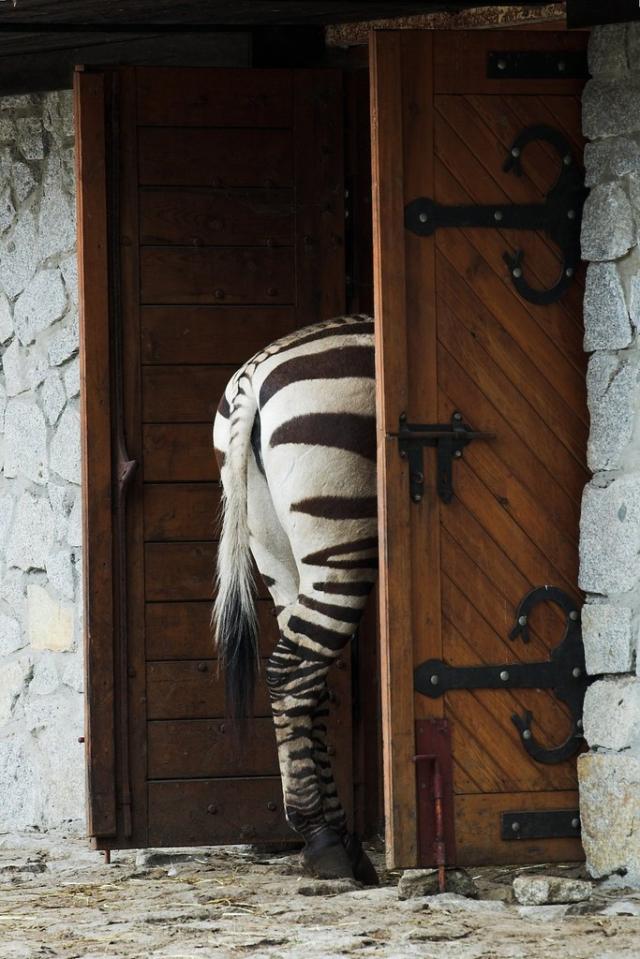Wpis zebra963
