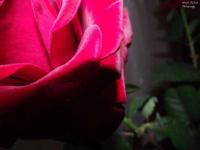Rose ^^