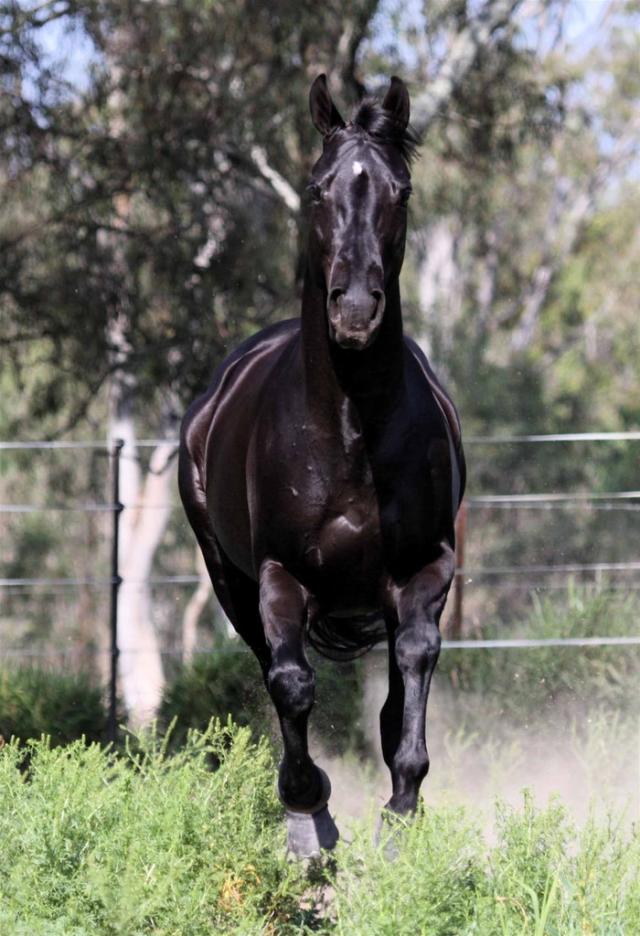 Wpis thehorsesx3