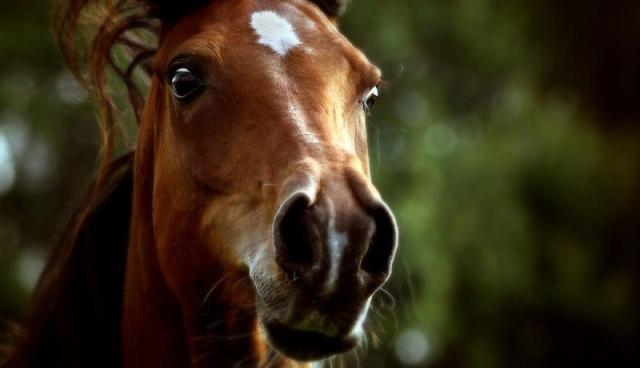 Wpis thehorsesx3