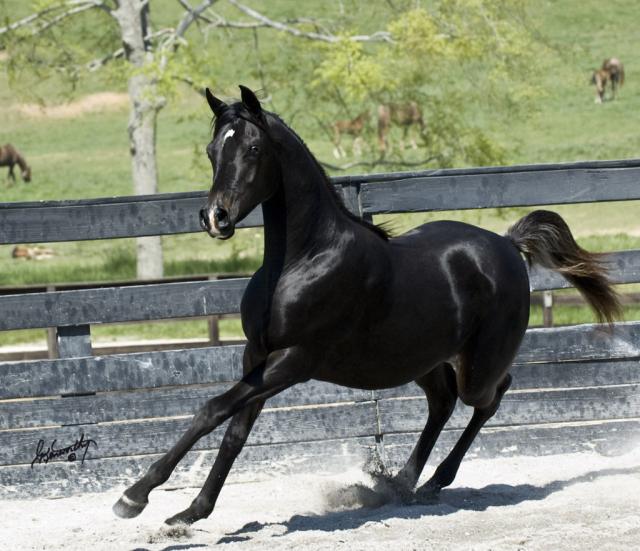 Wpis thehorsesx3