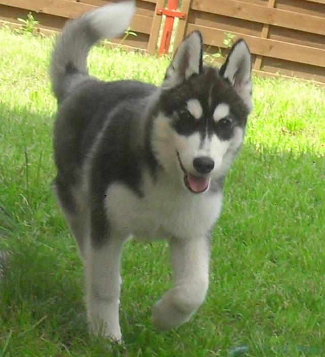 Wpis cocohusky