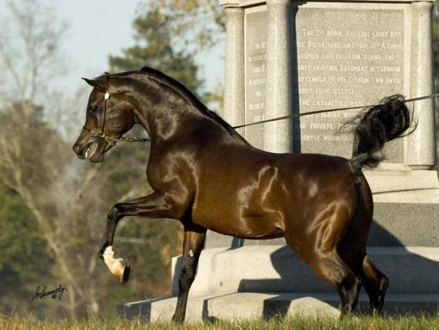 Wpis thehorsesx3