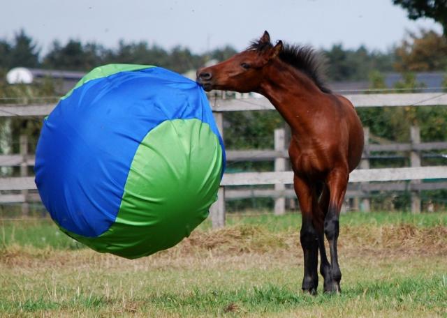 Wpis thehorsesx3