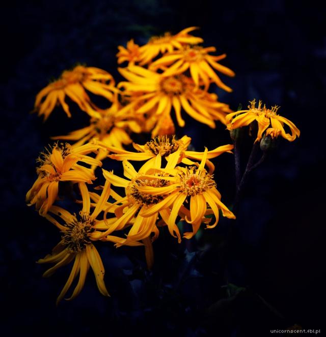 Yellow Prince