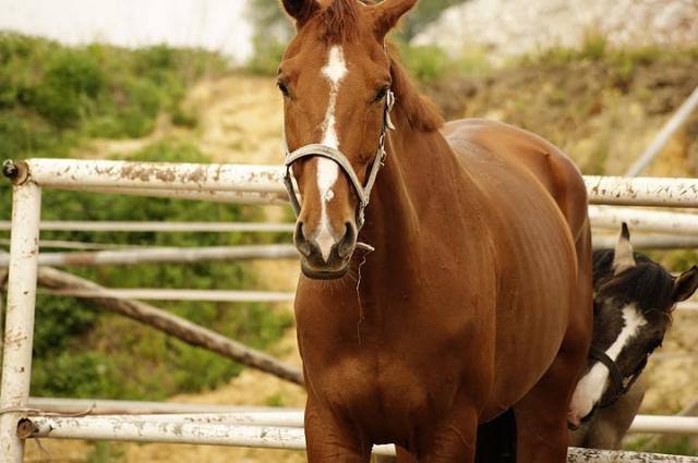 Wpis horsesandtheyonly