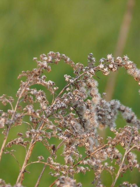 Wpis czarnykoteczek