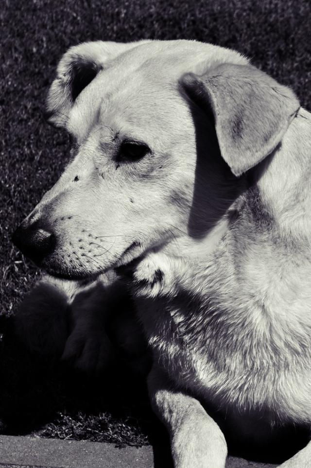 dog days.
