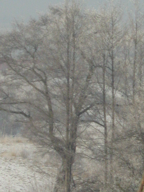 Bajkowe drzewo II