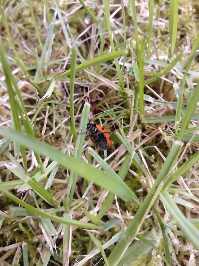 ladybird stunt performer