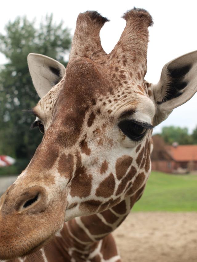 zoo