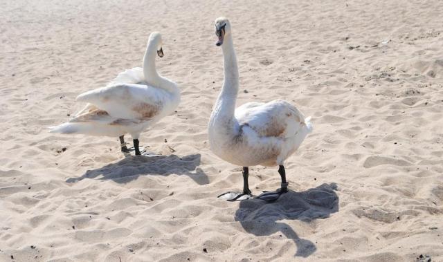 Sopot