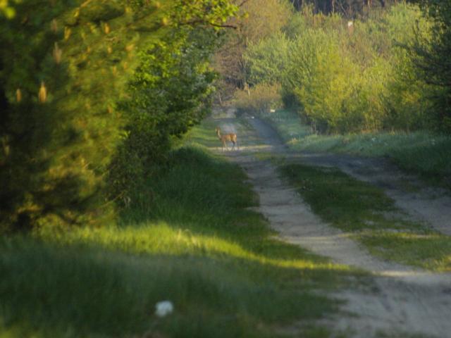 Wpis niepoprawnypolitycznie92