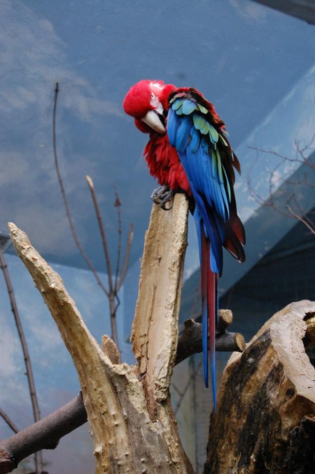 Papuga