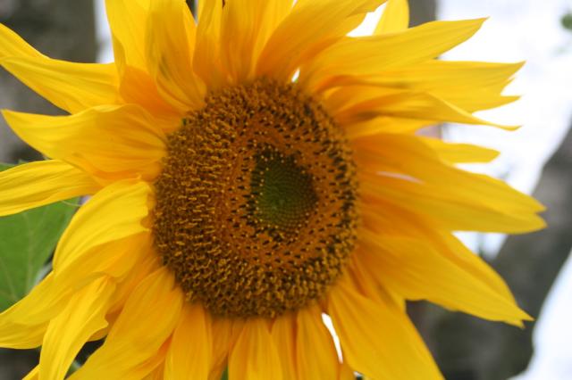 Wpis flower32