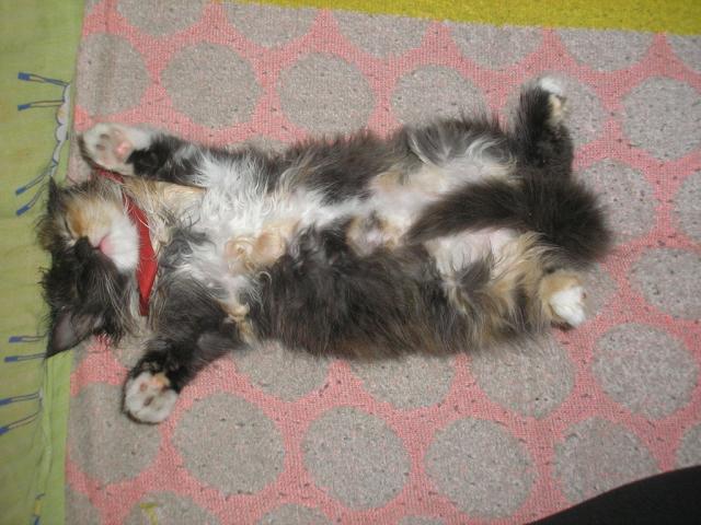 Moja liczna kitka:-*