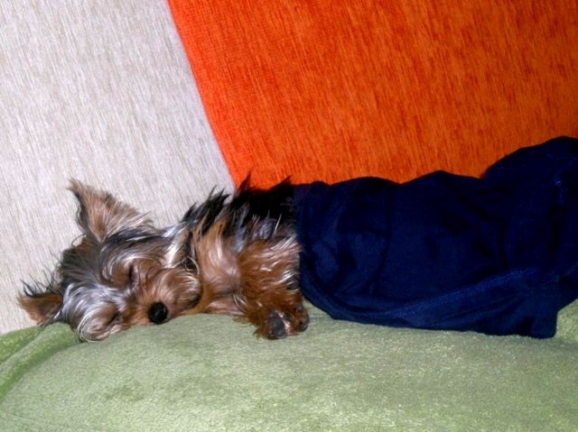 Sonia 